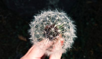 Dorosły embrion otulony puchem dmuchawca. W pościelowym puchu.