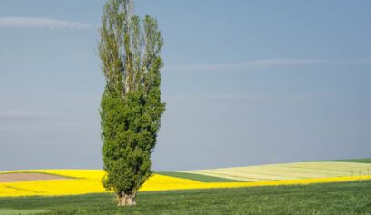 Z drżeniem serca czekam na rozkwit, na urodzaj, obfite zbiory. A topola jest uosobieniem tych pragnień. Jest źródłem łaski.