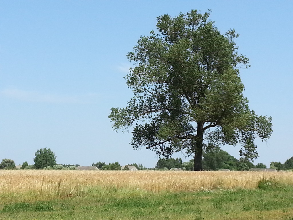 20150718_121945