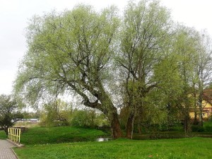 Wierzba nad rzeką Orzysza