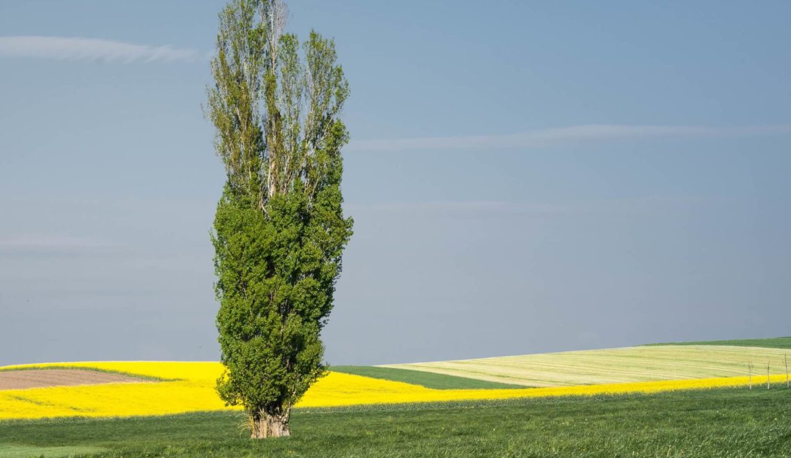 Z drżeniem serca czekam na rozkwit, na urodzaj, obfite zbiory. A topola jest uosobieniem tych pragnień. Jest źródłem łaski.
